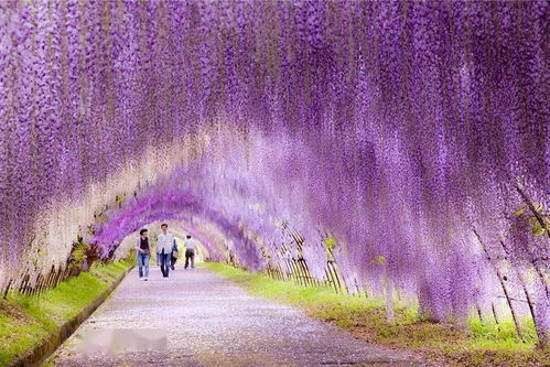 庭院芳菲爭(zhēng)艷時(shí) 盤點(diǎn)花園里那些顏值爆表的花灌木
